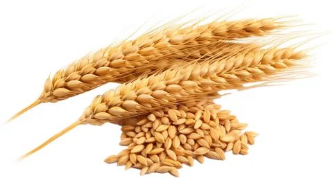 Whole wheat grains